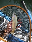 Watauga Float Trip  55  - Beautiful Rainbow Trout